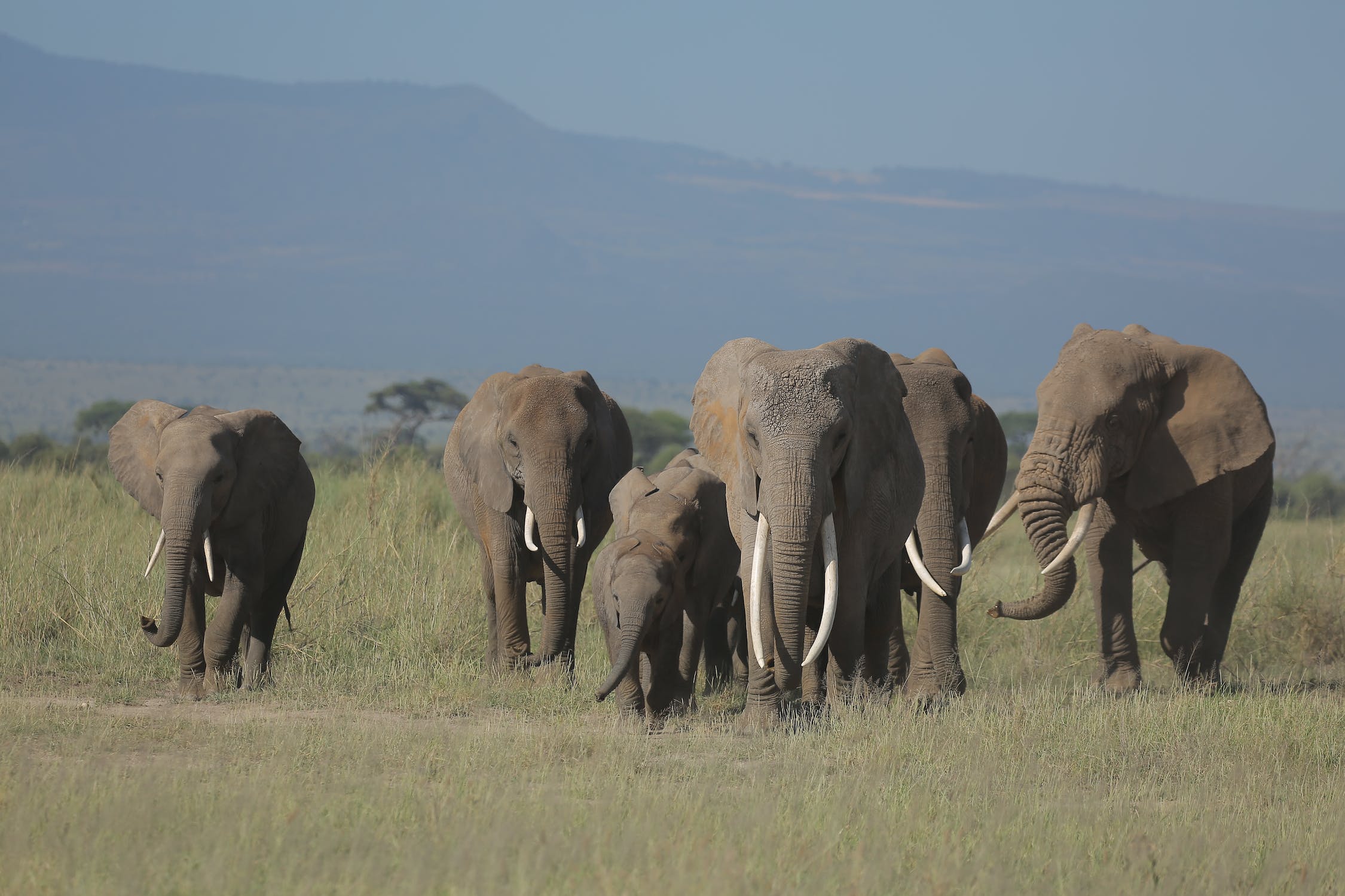 amboseli elephants