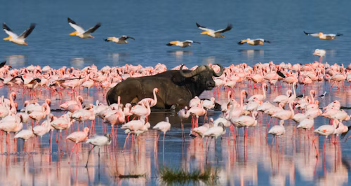 Wild Wonders of Kenya: 7 Days Through Amboseli to Mara